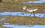 Red-necked Stint